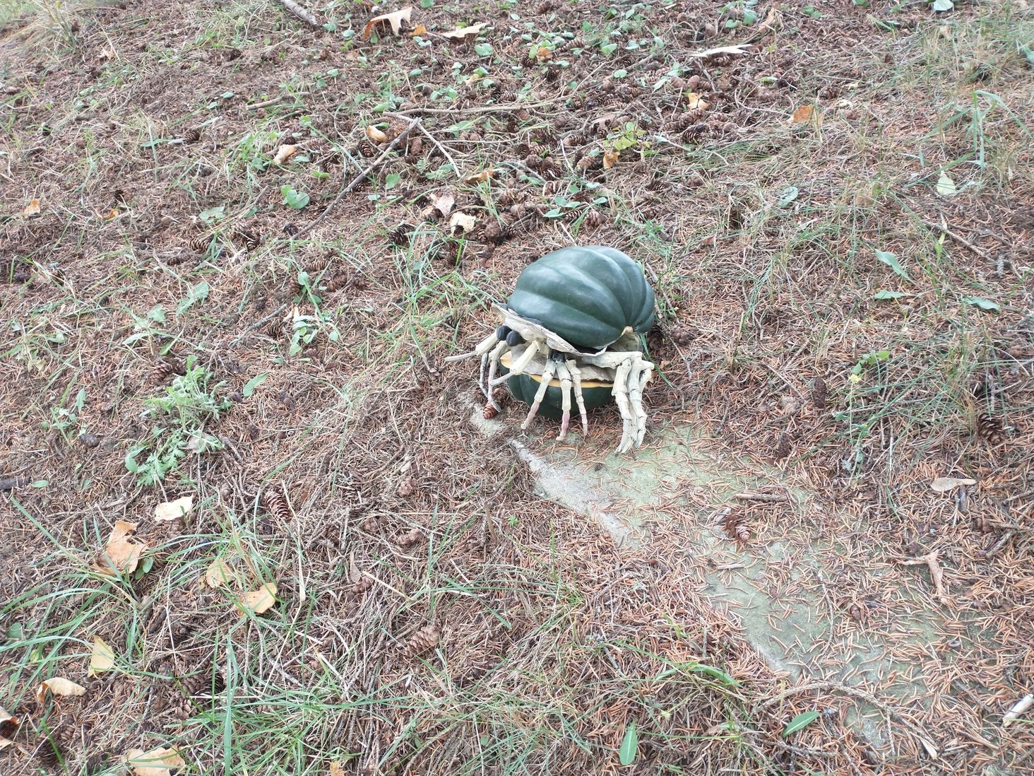 My wife called it both cute and horrifying. Not a pumpkin but an Acorn Squash
