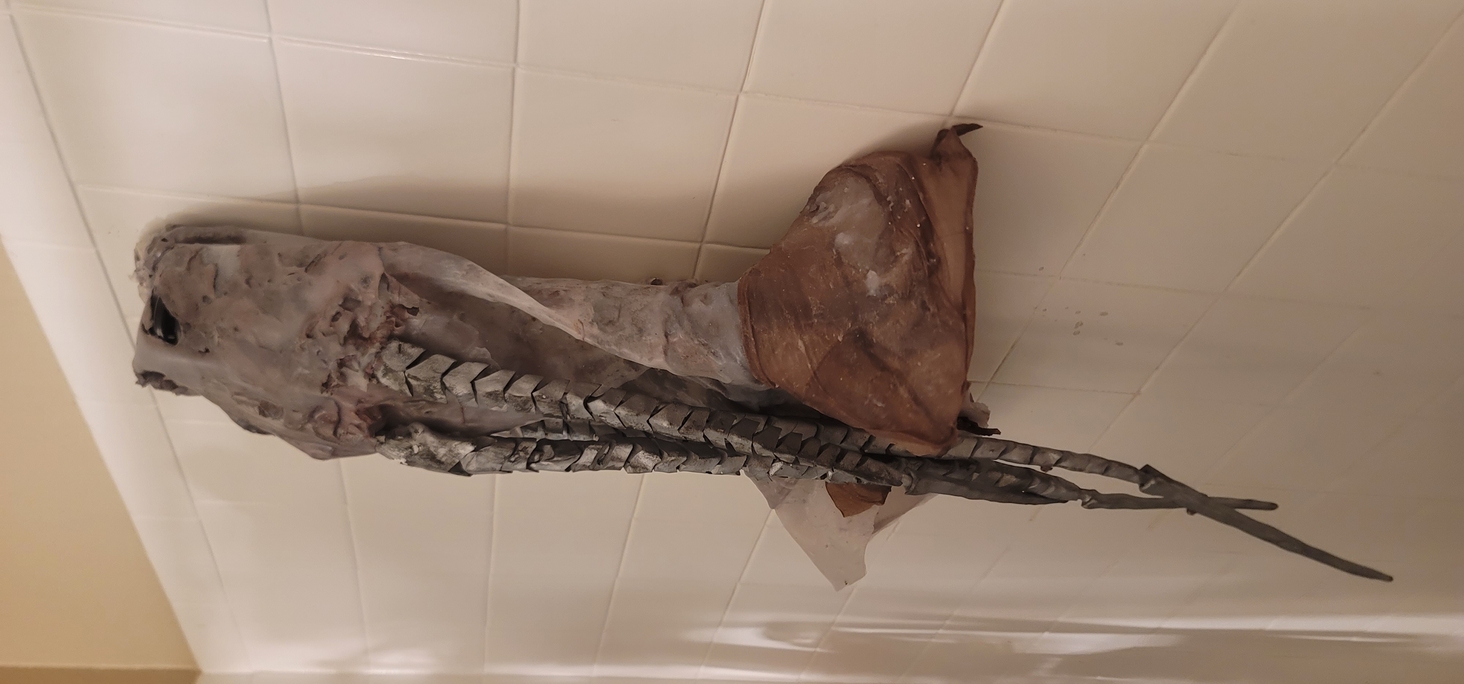 the scalp and tassels after hours of cleaning- hanging to dry. This was a low point in the process- hours wasted painting and sculpting and it fell apart as soon as I removed it from the plaster form.